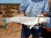 Even the Mullet are huge in the Pilbara